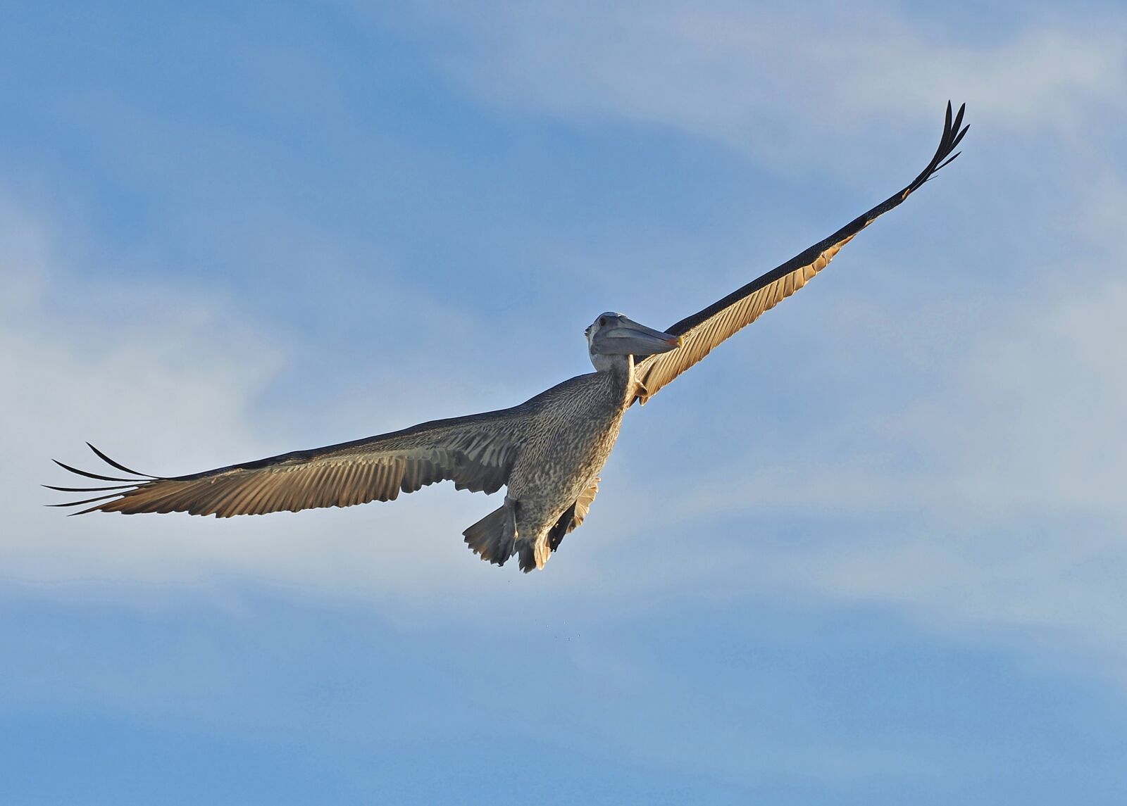 Nikon D3 sample photo. Shore, ocean, pelican photography