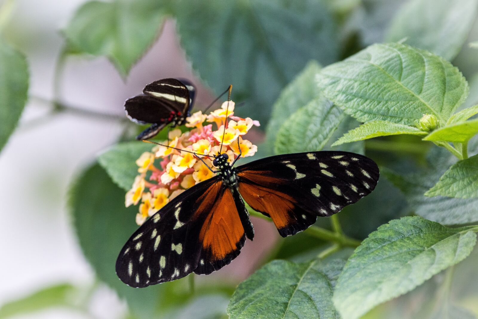 150-600mm F5-6.3 DG OS HSM | Contemporary 015 sample photo. Heliconius hecale, golden hecale photography