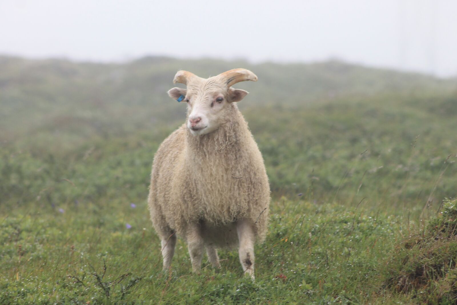 Canon EOS 1100D (EOS Rebel T3 / EOS Kiss X50) sample photo. Iceland, sheep, nature photography
