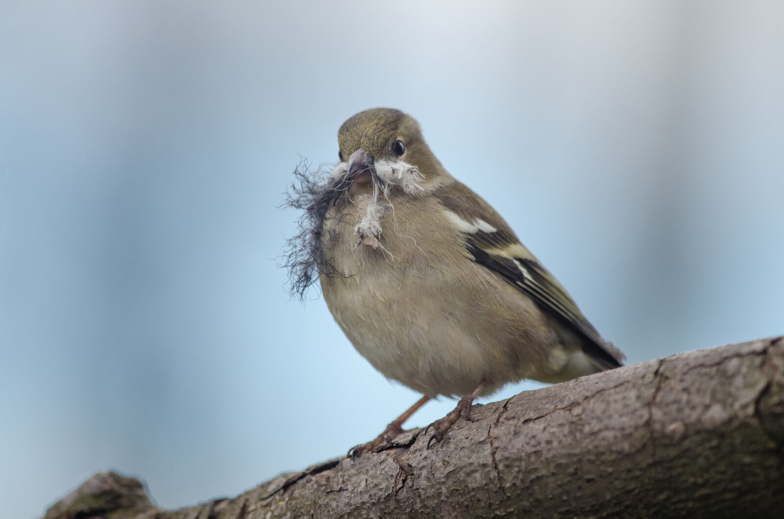 Nikon D7000 + Sigma APO Tele Macro 300mm F4 sample photo