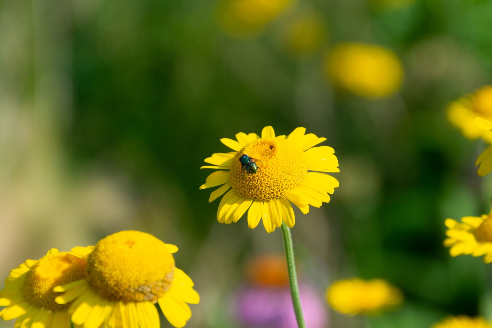 Nikon D3300 sample photo. Flower, garden, flowers photography