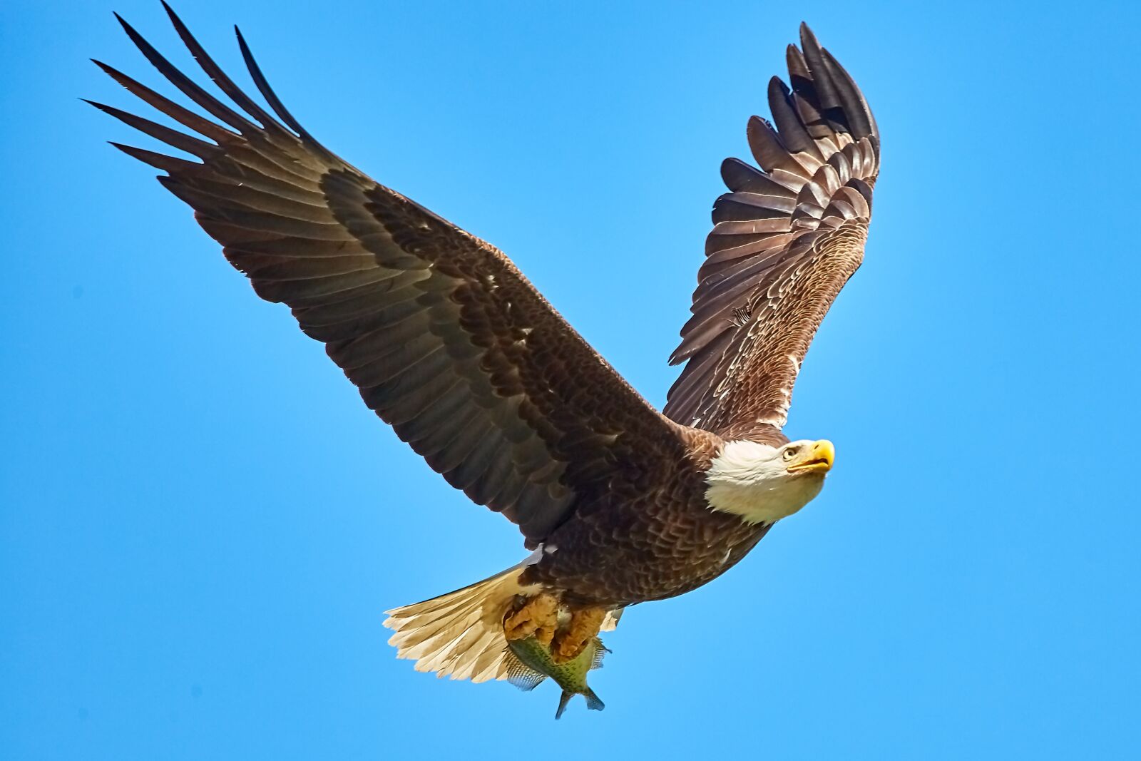 Sigma 150-600mm F5-6.3 DG OS HSM | C sample photo. Bald eagle, bird in photography