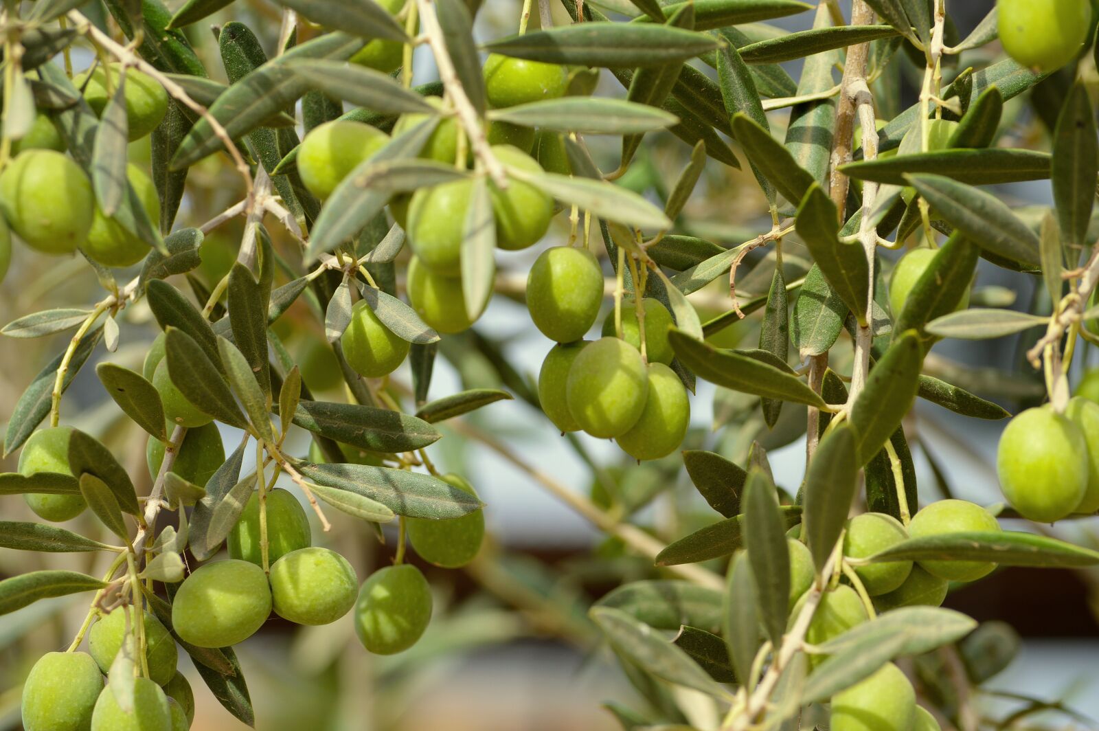 Nikon D3200 sample photo. Olivas, olives, fruit photography