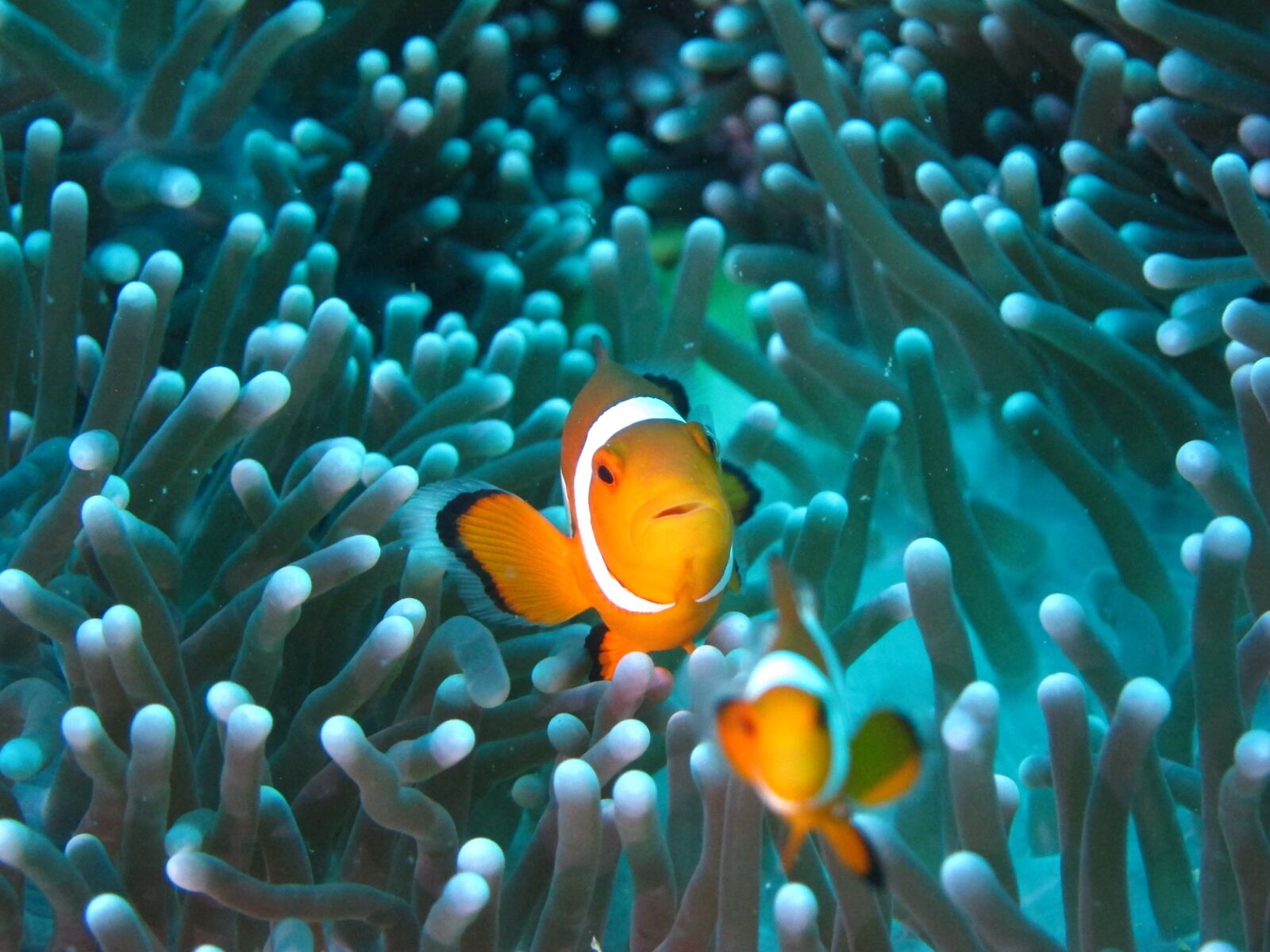 Canon PowerShot S95 sample photo. Clownfish, diving, anemone photography