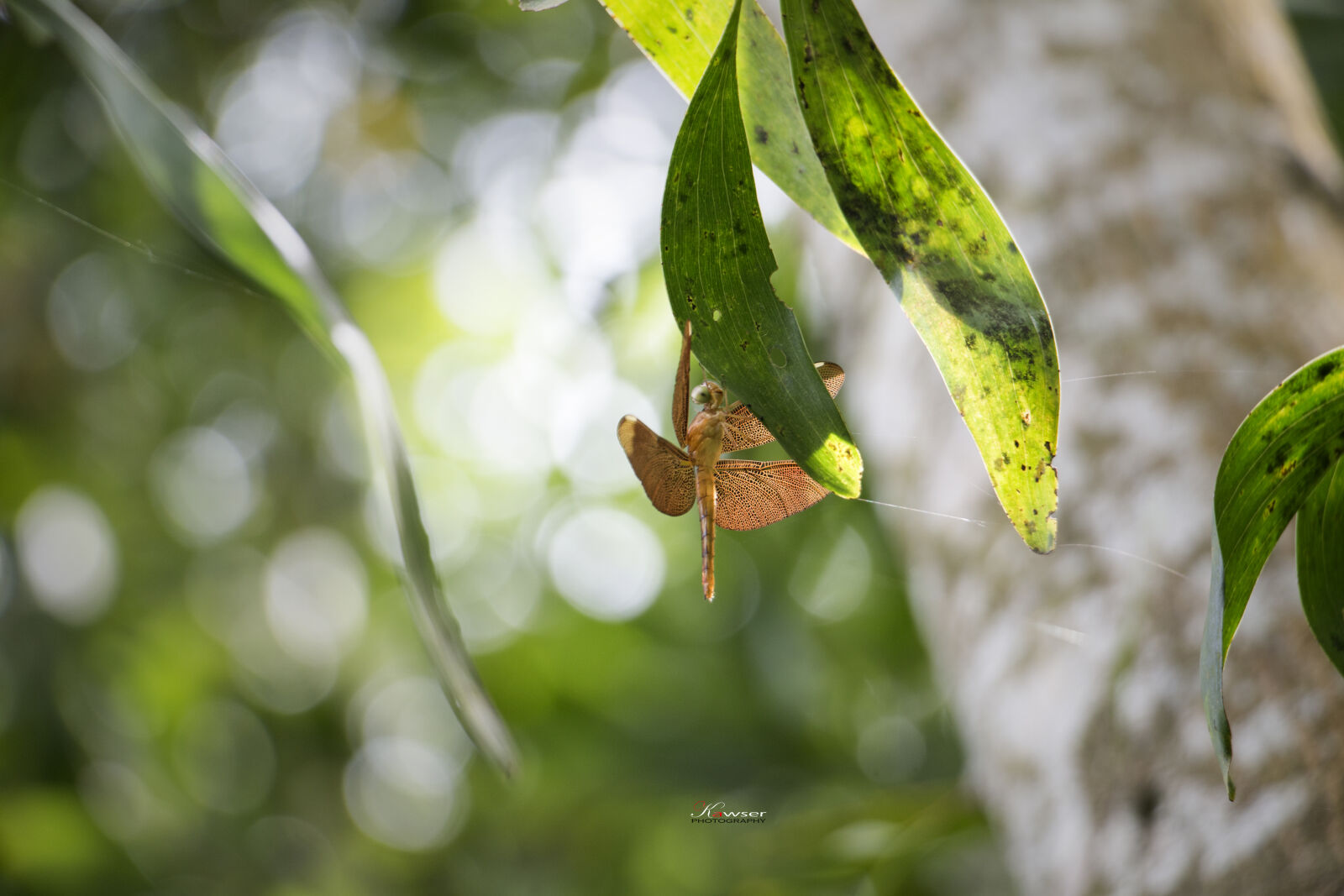 Canon EOS 70D sample photo