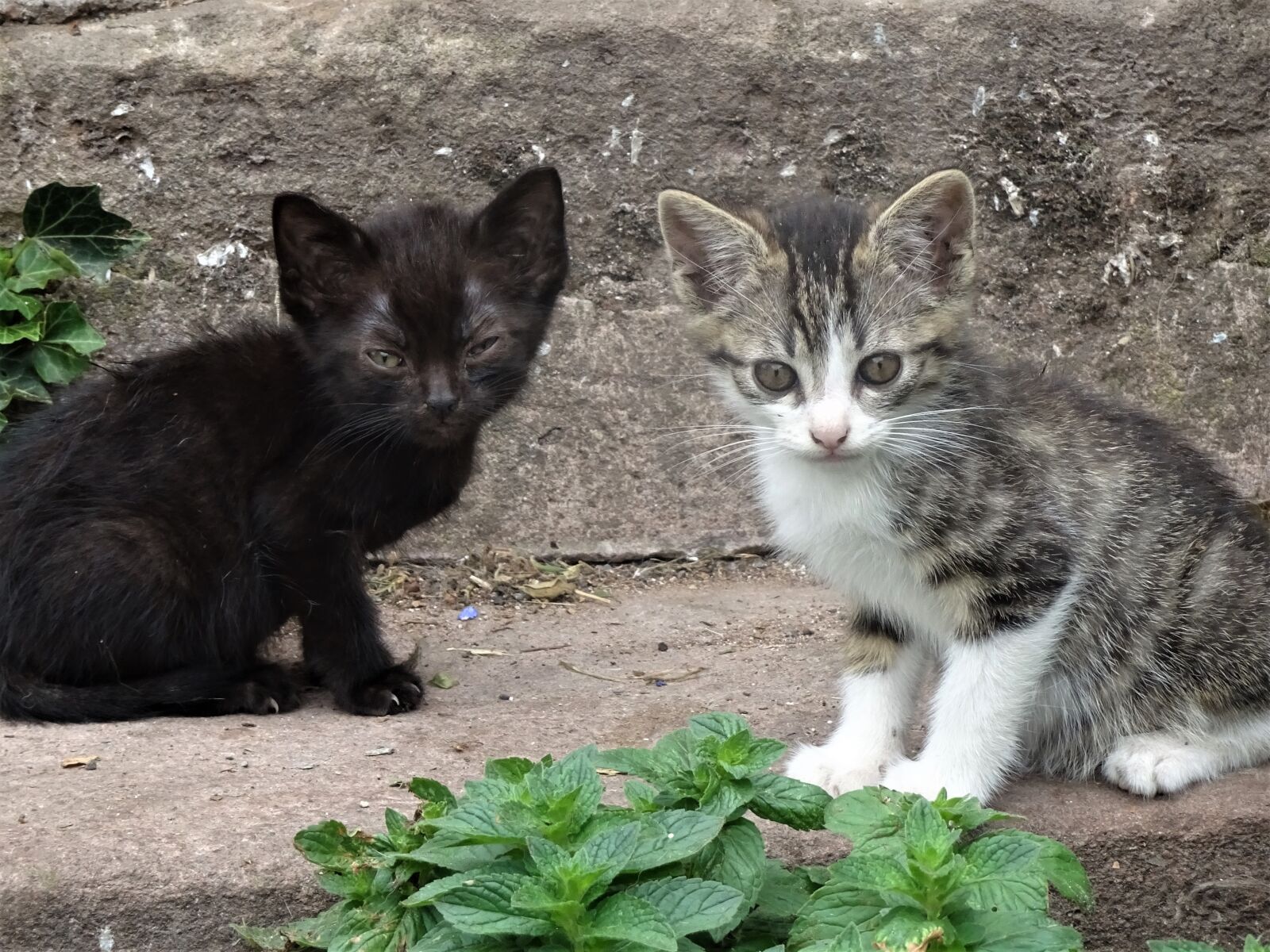 Sony Cyber-shot DSC-HX90V sample photo. Cats, kittens, felines photography