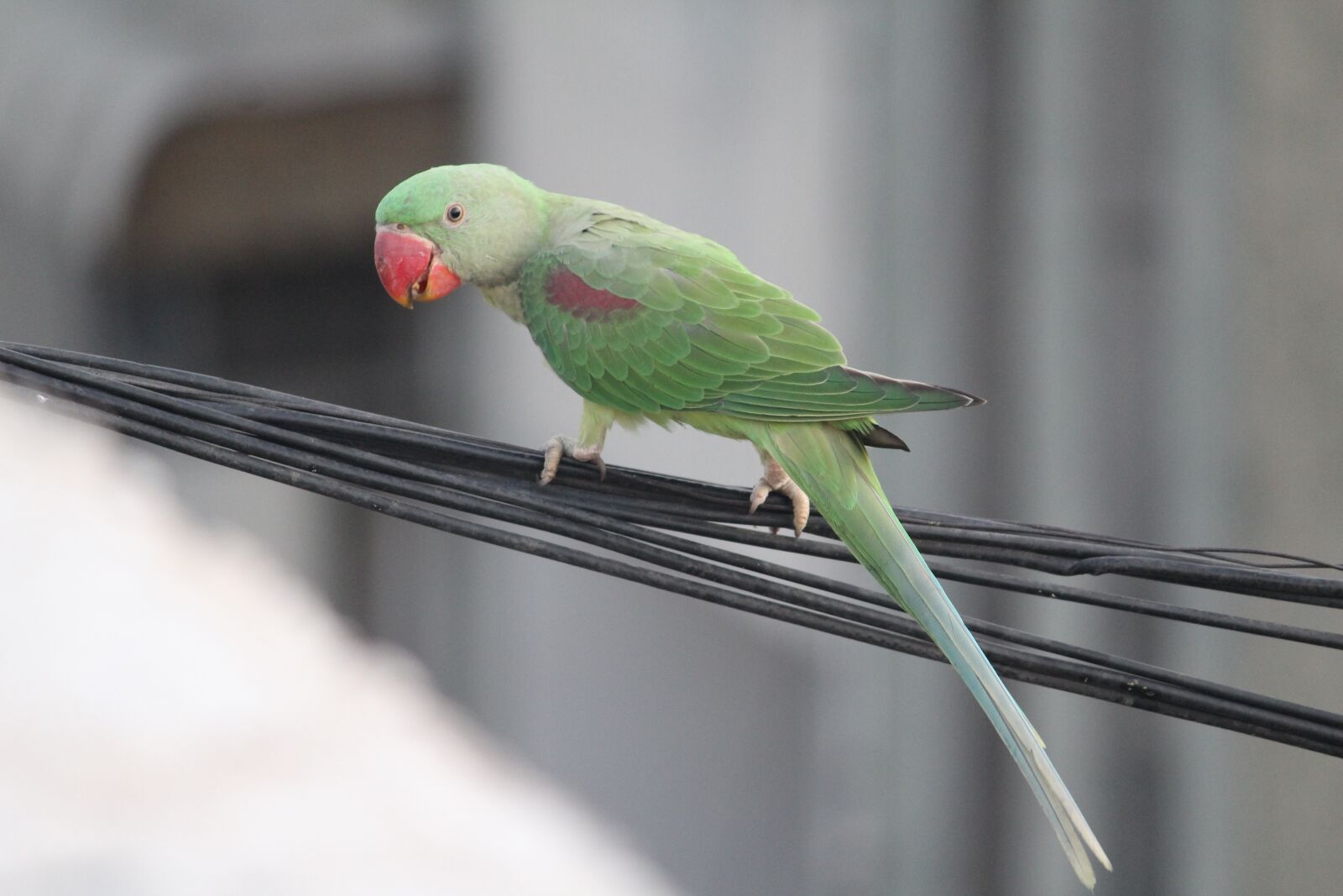 Canon EOS 1200D (EOS Rebel T5 / EOS Kiss X70 / EOS Hi) sample photo. Parakeet, parrot, bird photography