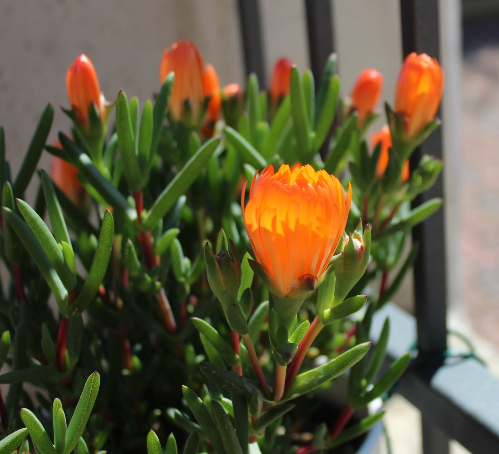 Canon EOS 1200D (EOS Rebel T5 / EOS Kiss X70 / EOS Hi) sample photo. Spring, flower, garden photography