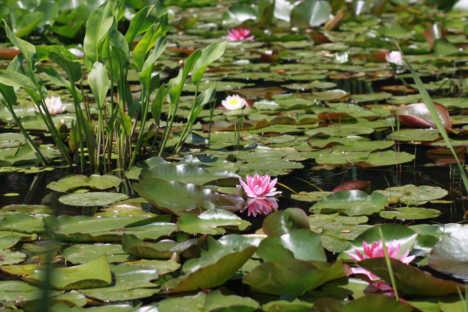 Canon EOS 500D (EOS Rebel T1i / EOS Kiss X3) sample photo. Flowers, plants, lily photography