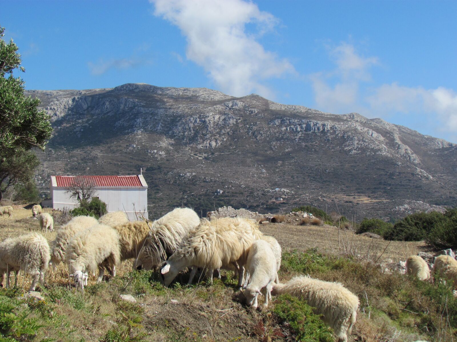 Canon PowerShot SX30 IS sample photo. Sheep, greek island, greece photography