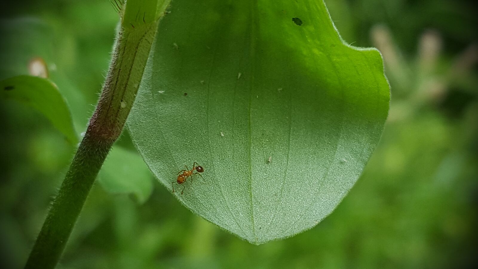 Samsung Galaxy S6 sample photo. Ant ants, animal animal photography