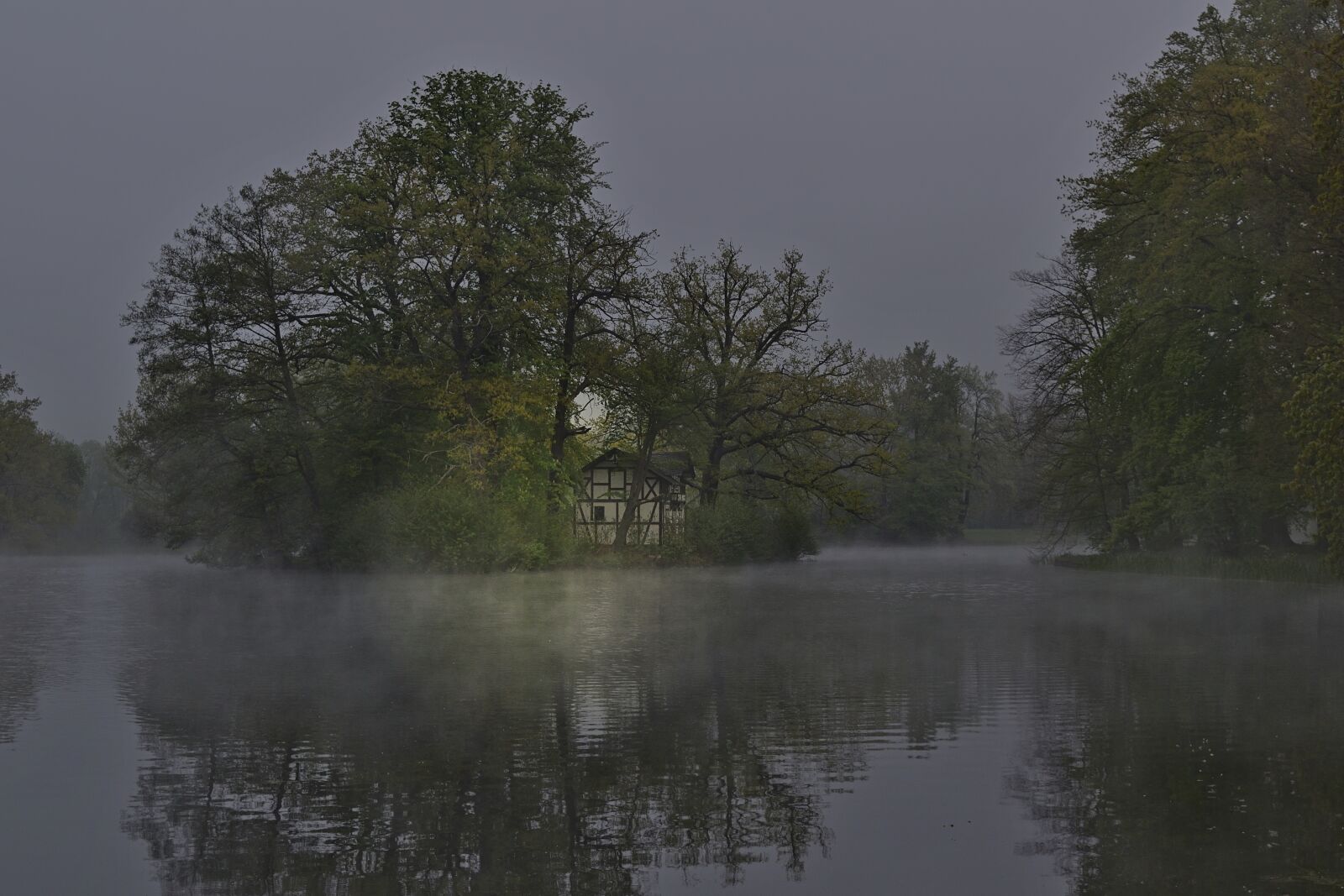 Nikon D5600 sample photo. Nature, park lake, swan photography