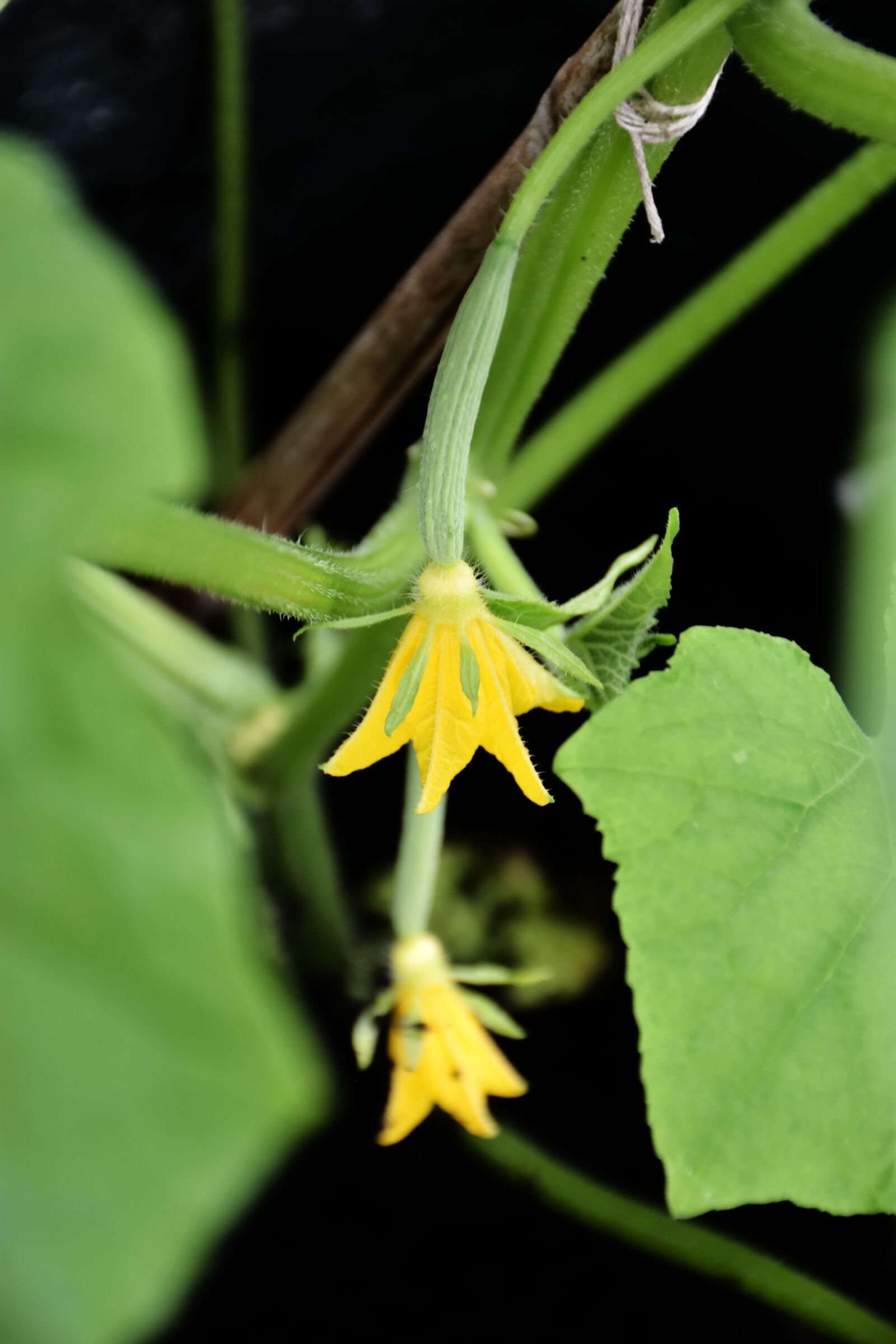 Nikon D7200 sample photo. Cucumber, baby, flower photography