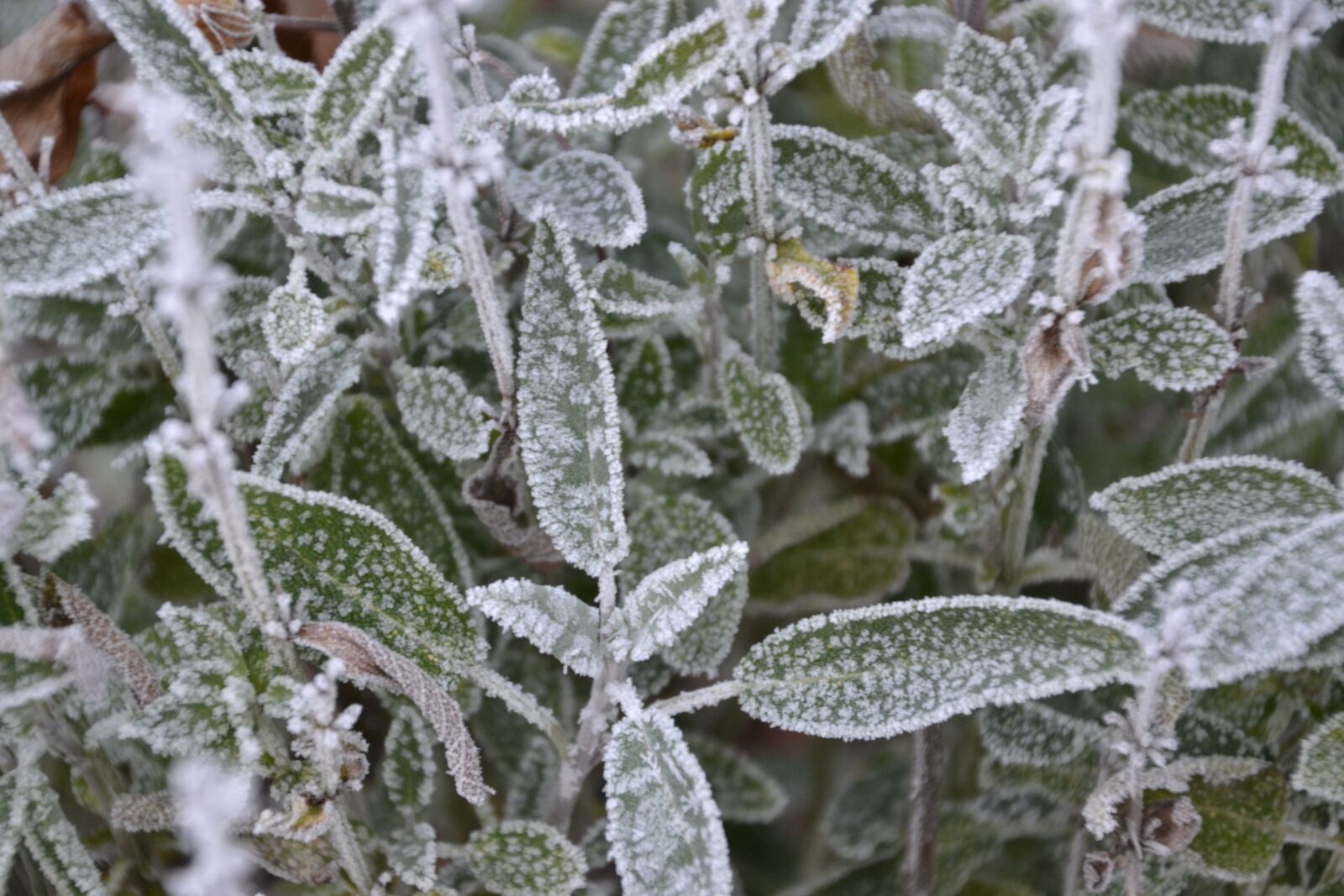Nikon D3100 sample photo. Leaves, ice, frost photography
