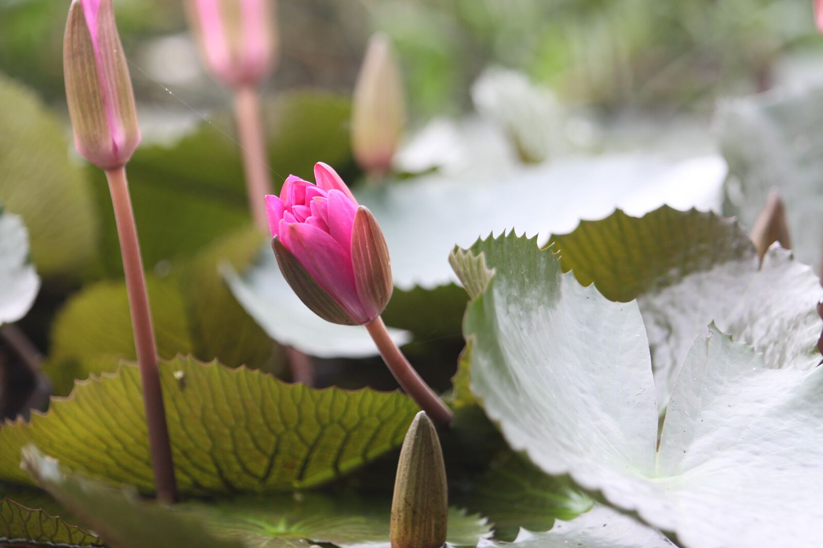 Canon EOS 50D sample photo. Lotus, flower, nature photography