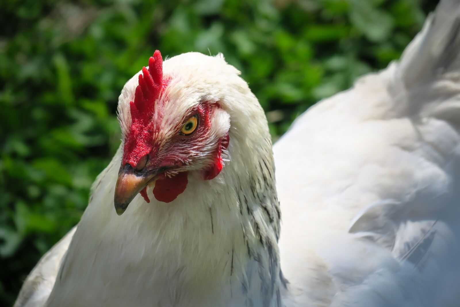 Canon PowerShot G3 X sample photo. Chicken, portrait, eye photography