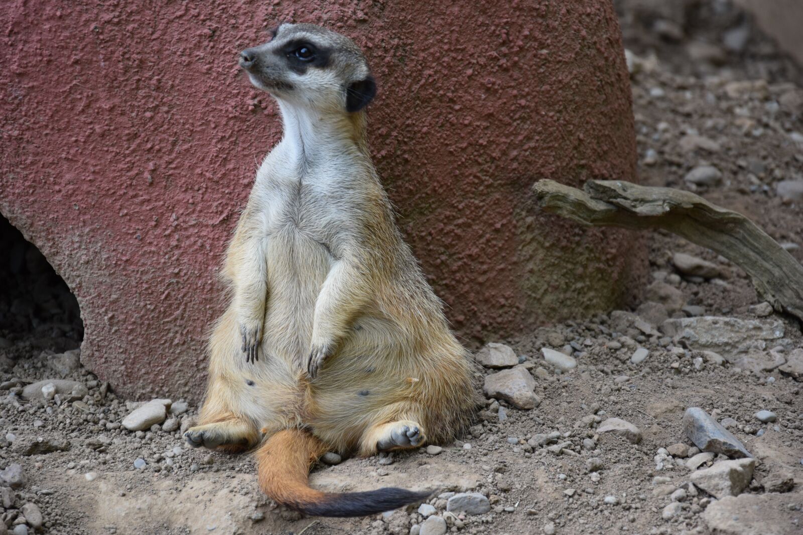 Nikon D3300 sample photo. Meerkat, animals, zoo photography