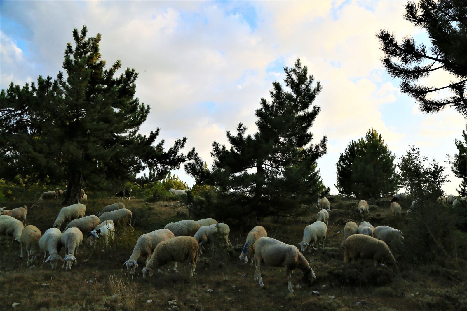 Canon EF 24-105mm F4L IS USM sample photo. Sheep, lamb, herd photography