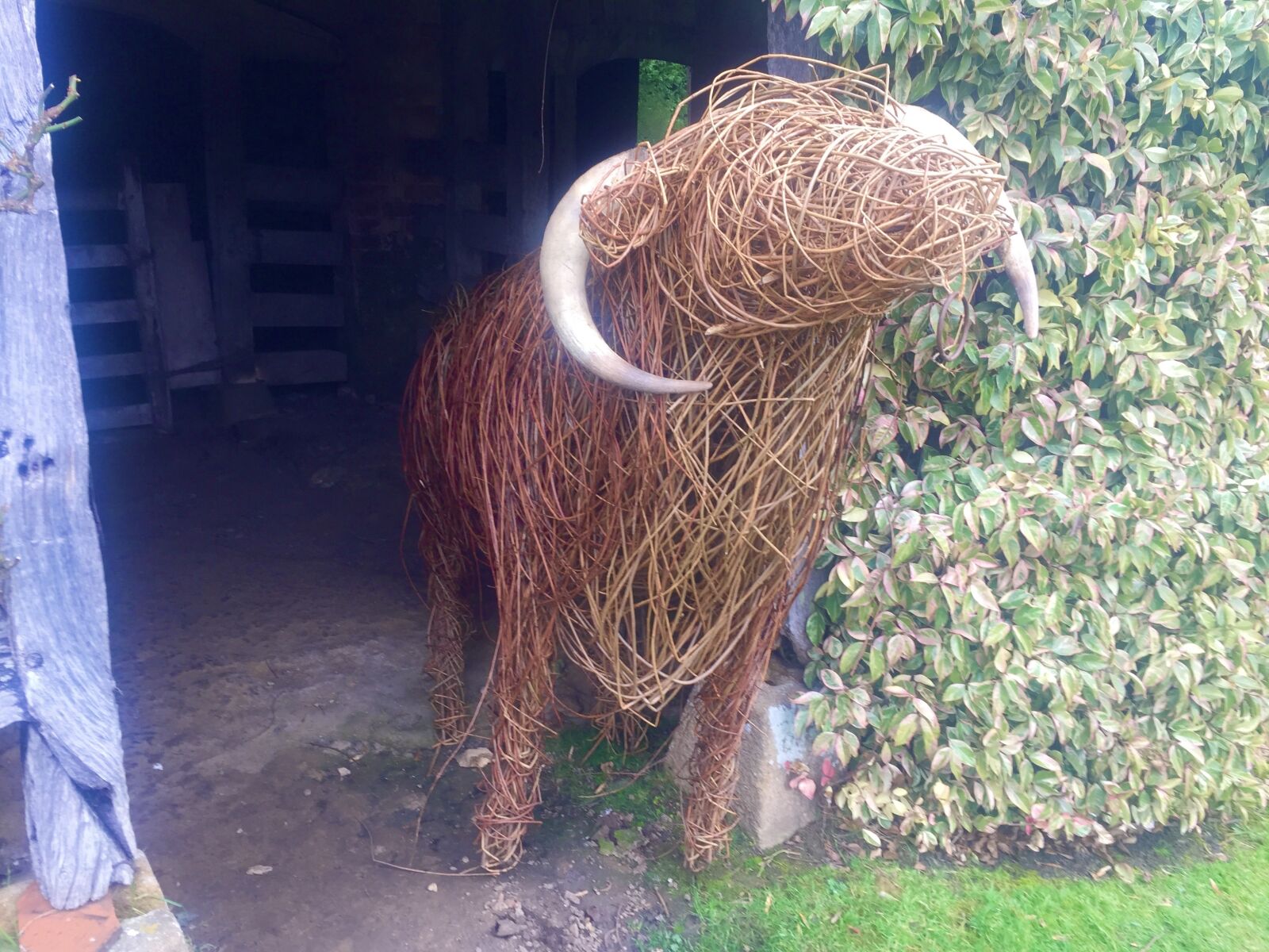 iPhone 6 back camera 4.15mm f/2.2 sample photo. Willow, sculpture, longhorn photography