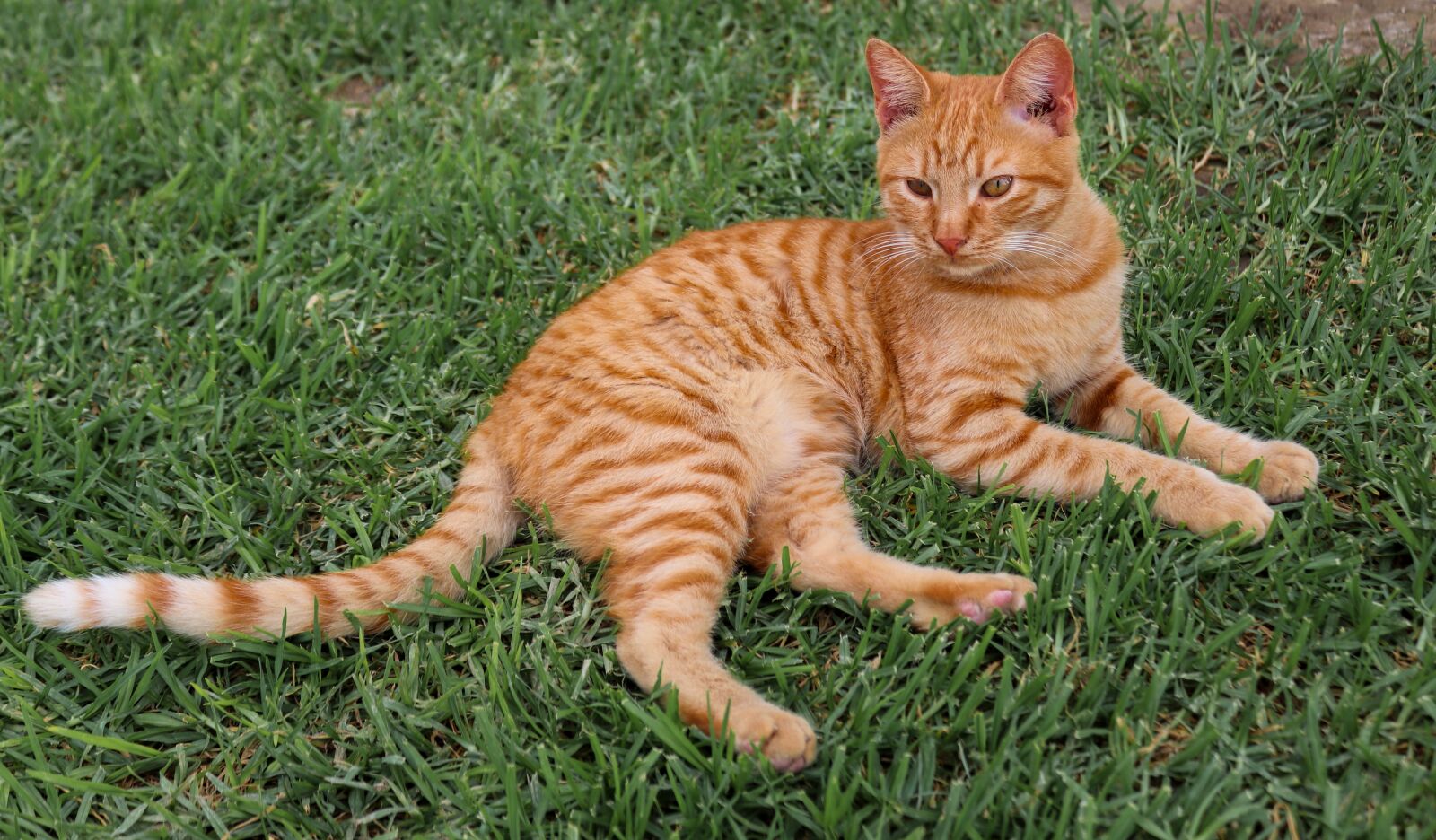 Canon EOS 200D (EOS Rebel SL2 / EOS Kiss X9) sample photo. Cat, red, mackerel photography