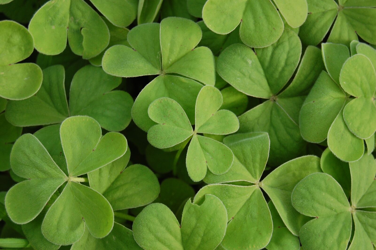 Nikon D40 sample photo. Clover, green, plant photography