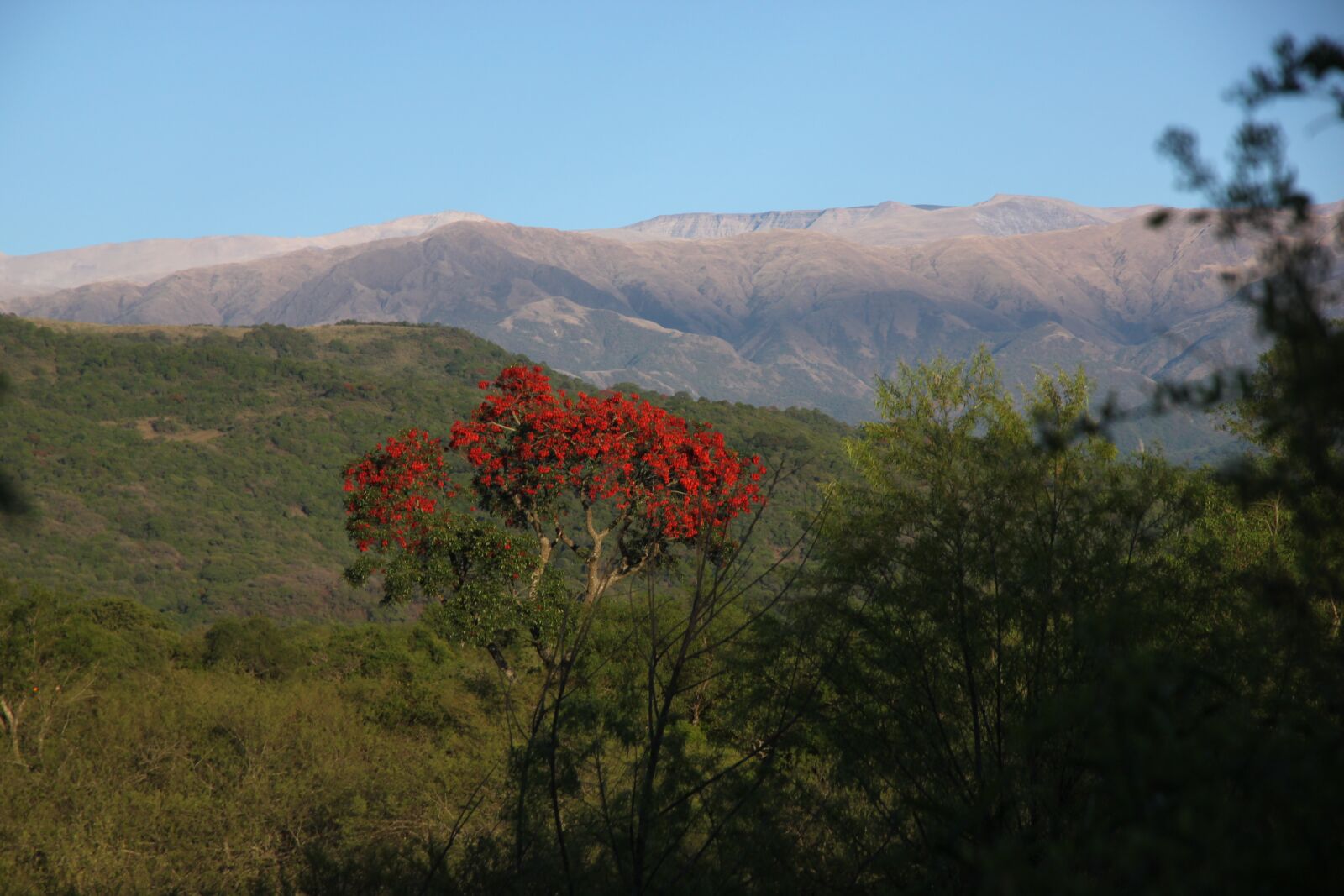 Canon EOS 500D (EOS Rebel T1i / EOS Kiss X3) sample photo. Andes, flamboyant, colorful photography
