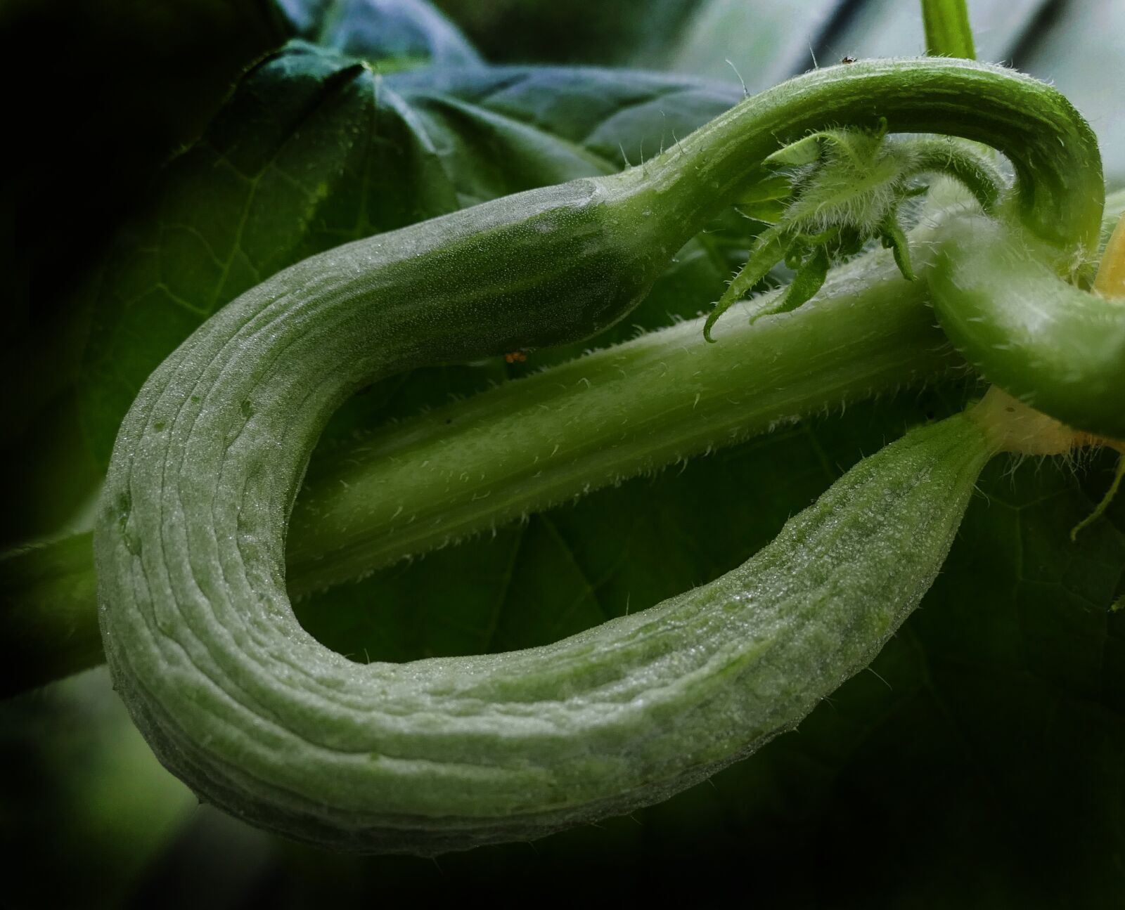 Panasonic Lumix DMC-FZ1000 sample photo. Cucumber, snake pickle, crooked photography