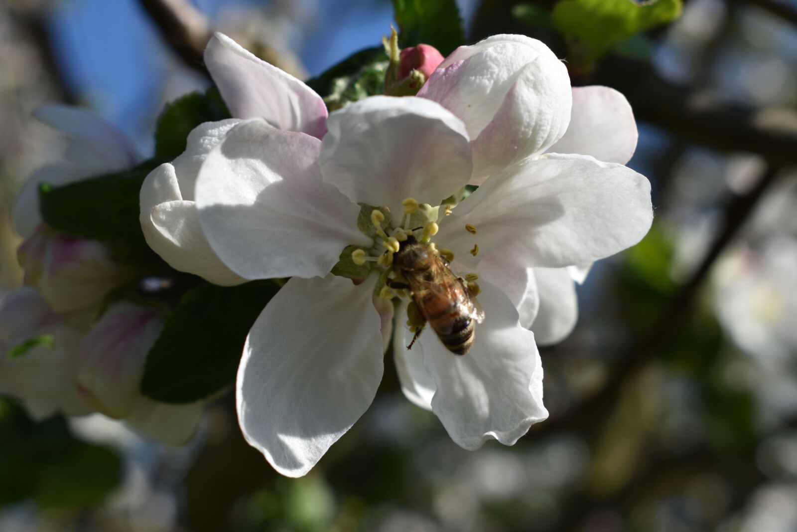 Nikon D3500 sample photo. Flower, spring, garden photography
