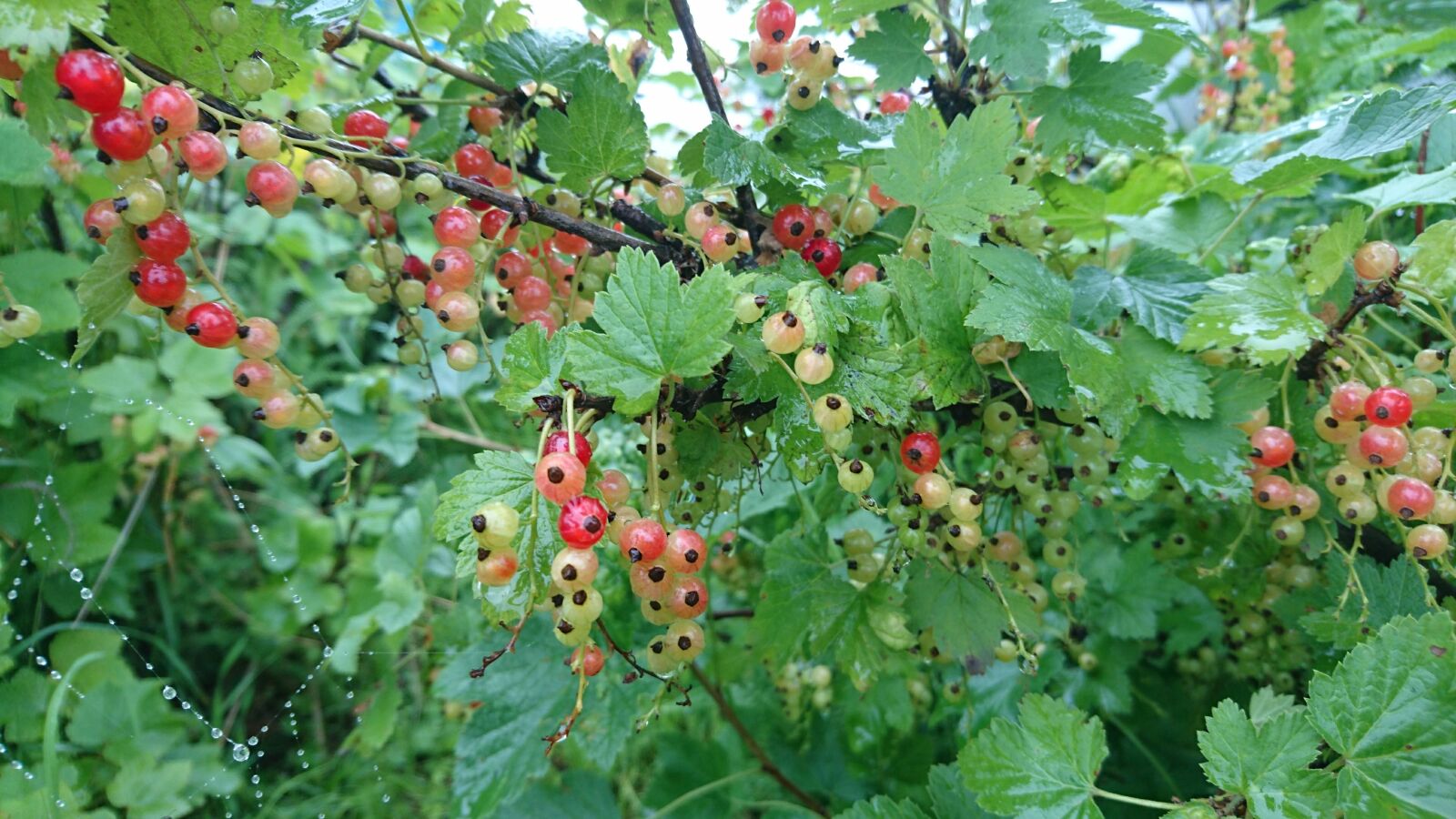Sony Xperia Z5 Compact sample photo. Currant, red currant, food photography