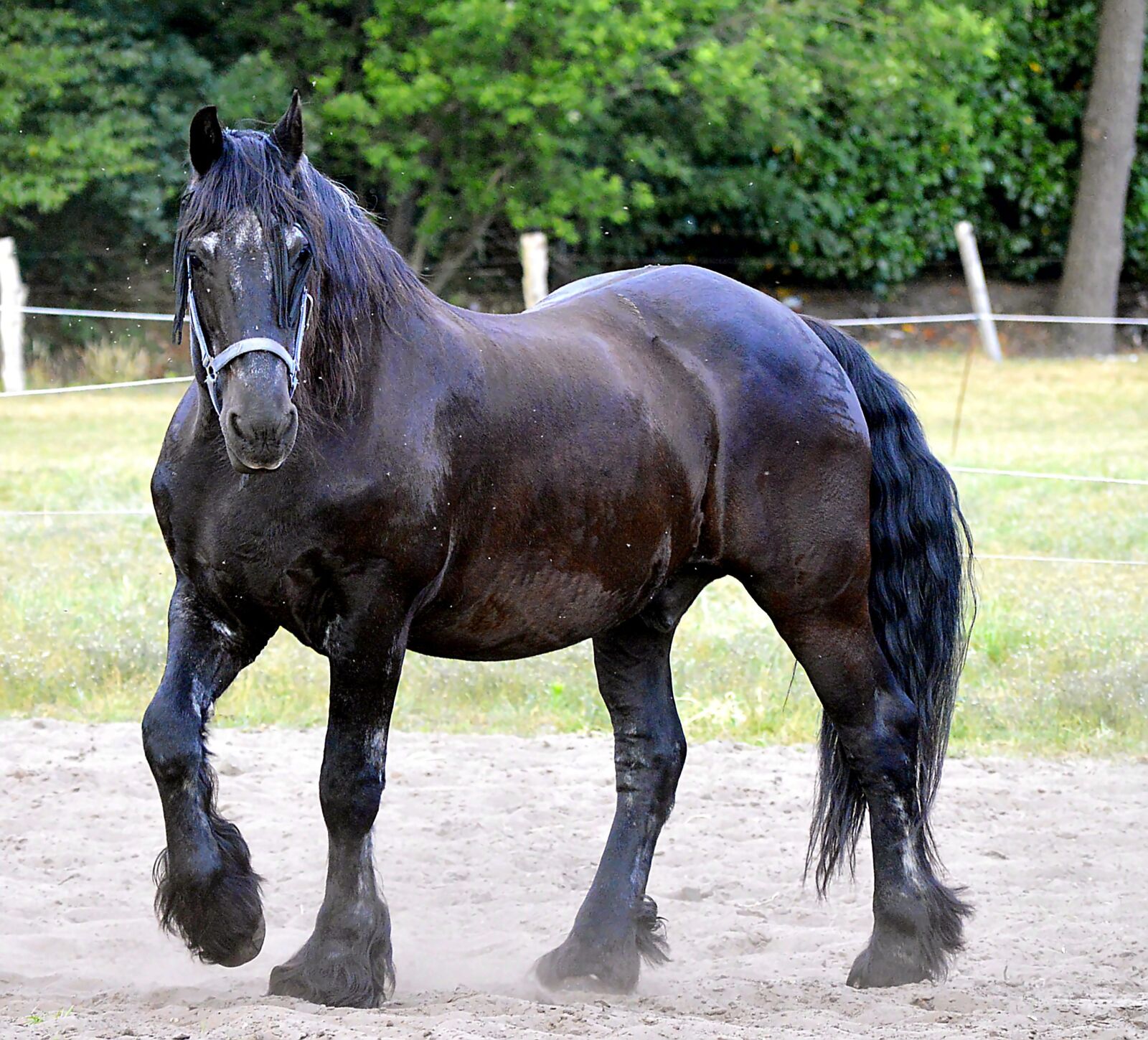 Nikon D3200 sample photo. Fries horse, stallion, horse photography