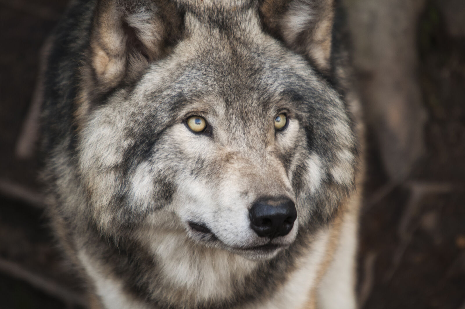 Sigma 50-500mm F4-6.3 EX APO RF HSM sample photo. Grey, and, white, wolf photography