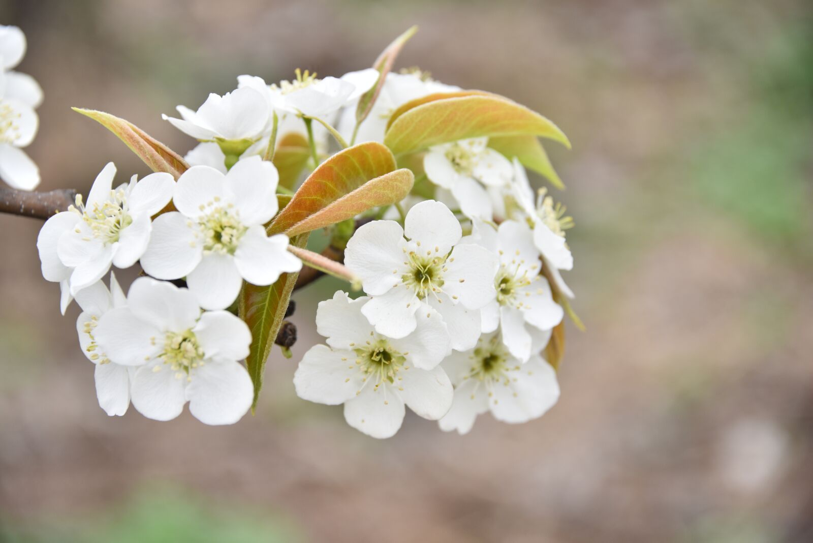 Nikon D810 sample photo. Pear flower, orchard, white photography