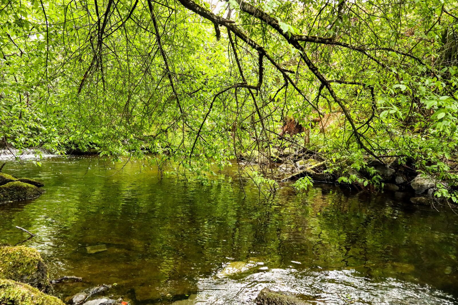 Canon EOS R sample photo. River, water, green photography