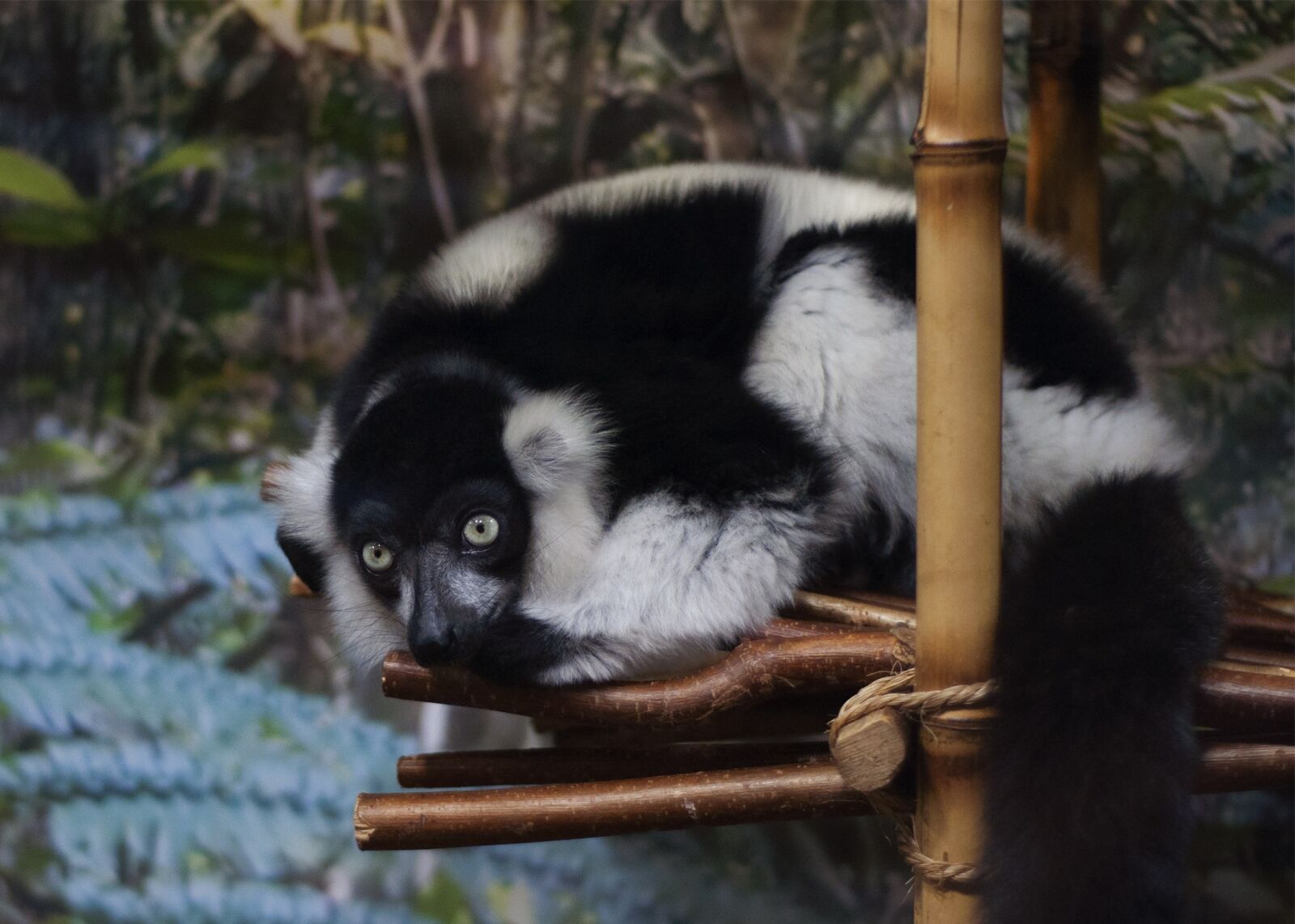Nikon D90 sample photo. Lemur, the zoo, animals photography