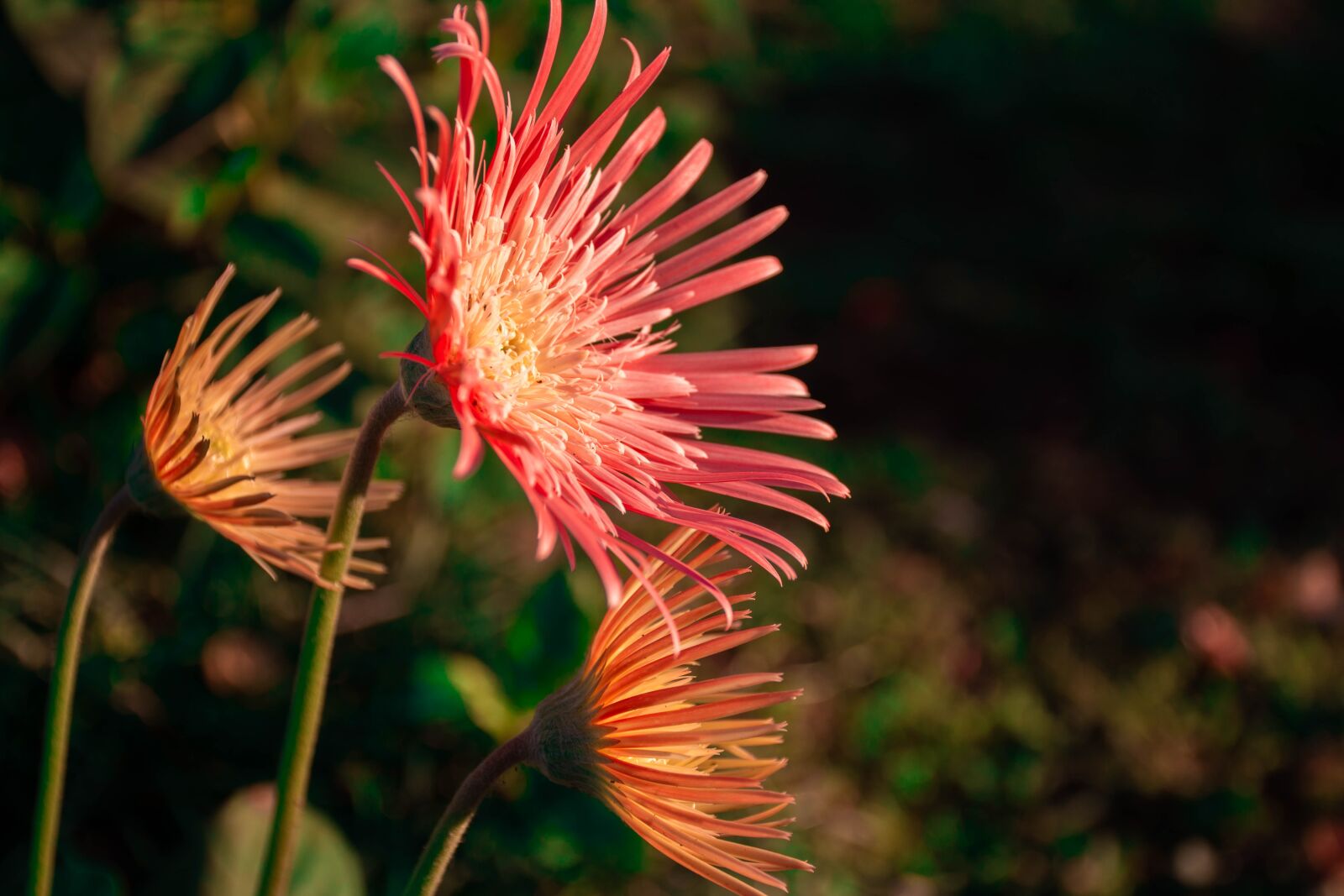 Nikon D7200 sample photo. Flowers, plants, bloom photography