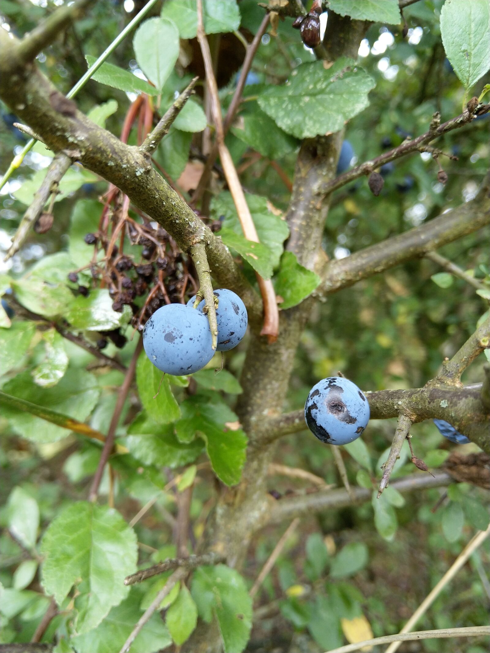 HMD Global Nokia 7 plus sample photo. Blueberries, blueberry, fruit photography