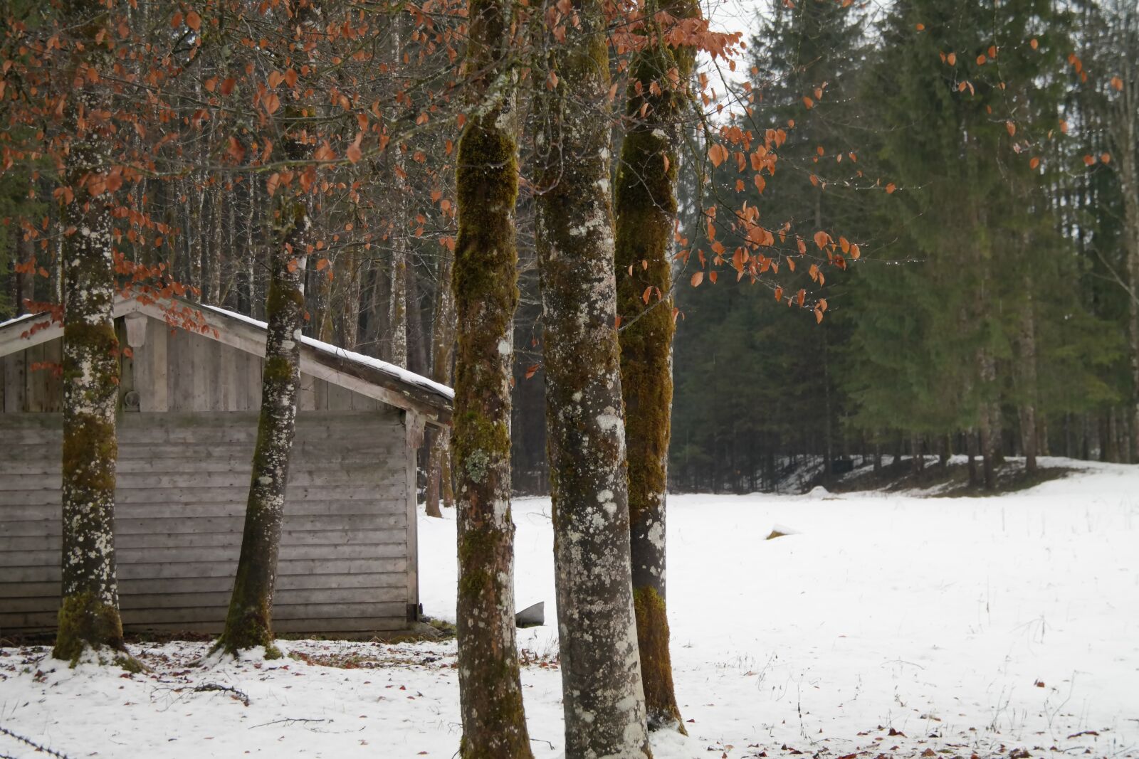 Samsung NX300 sample photo. Forest, winter, snow photography