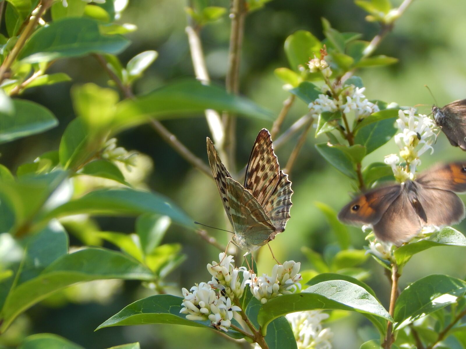 Nikon Coolpix L830 sample photo. Butterfly, fritillary, insect photography