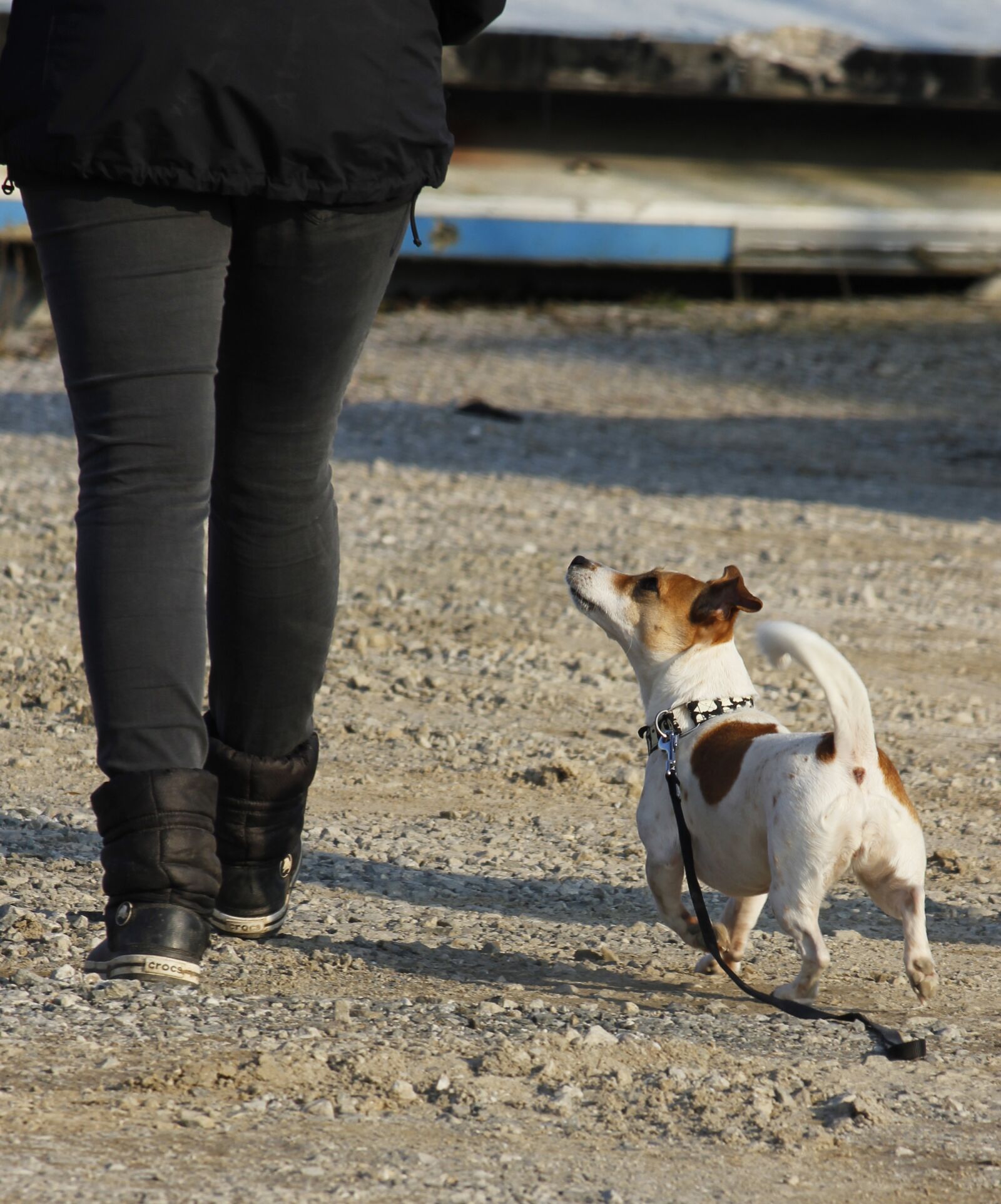 Canon EOS 550D (EOS Rebel T2i / EOS Kiss X4) sample photo. Single workout, dog training photography