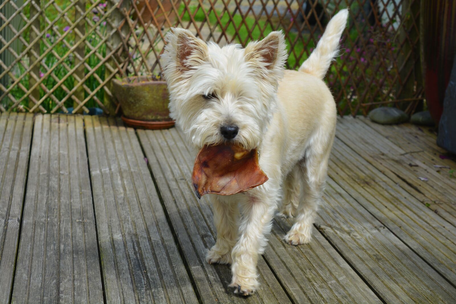 Nikon D5200 sample photo. Dogs, dog eating, cairn photography