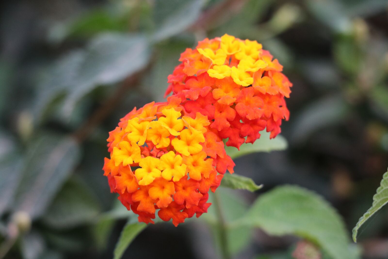 Canon EOS 760D (EOS Rebel T6s / EOS 8000D) sample photo. Flower, nature, flora photography