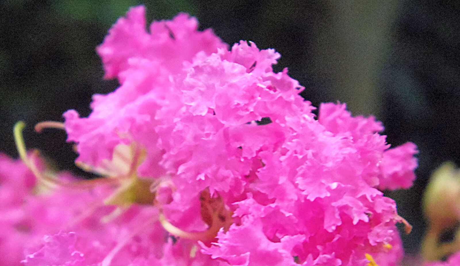 Pentax Q10 sample photo. Flower photography