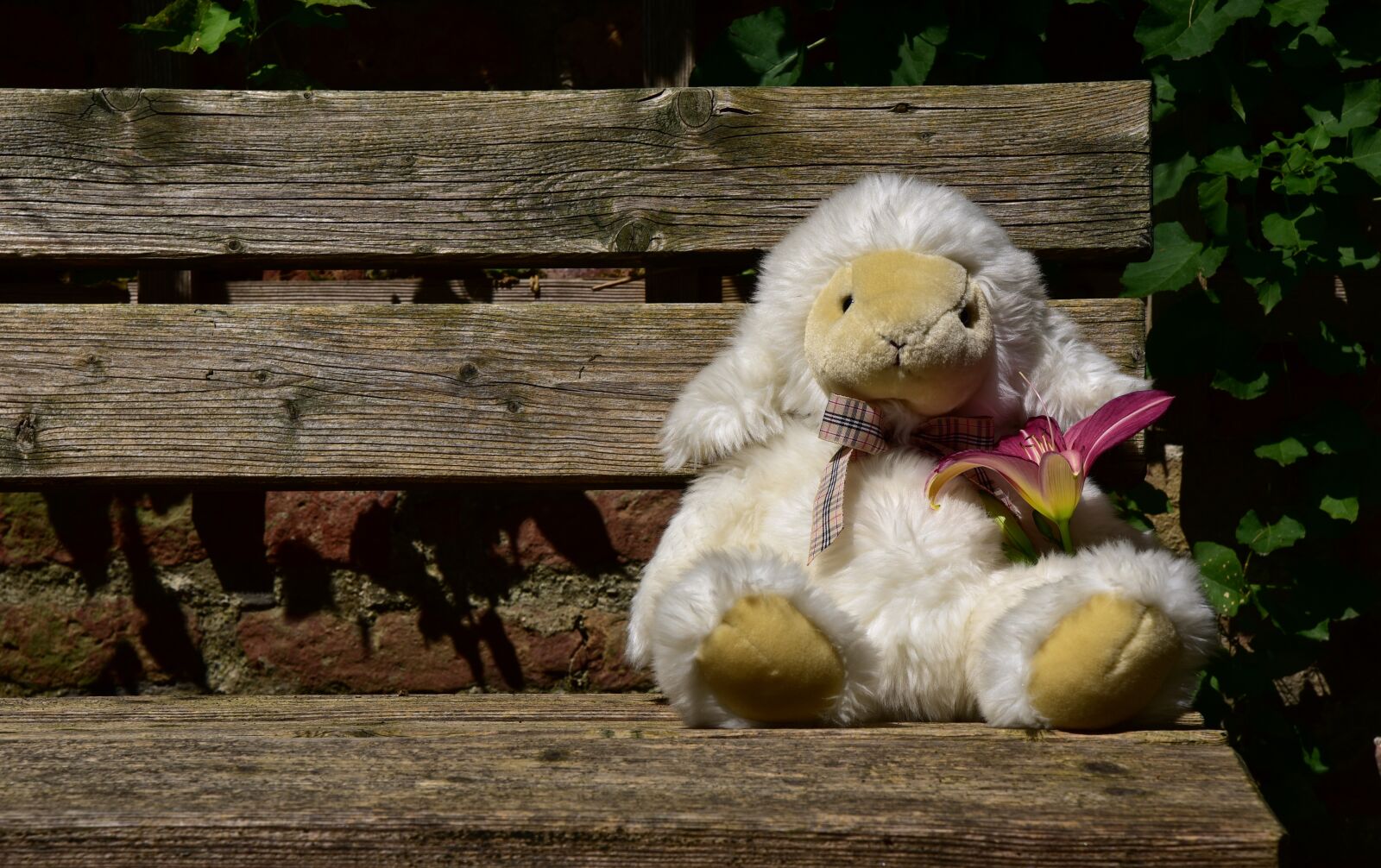 Nikon D750 sample photo. Sheep, wait, animal photography