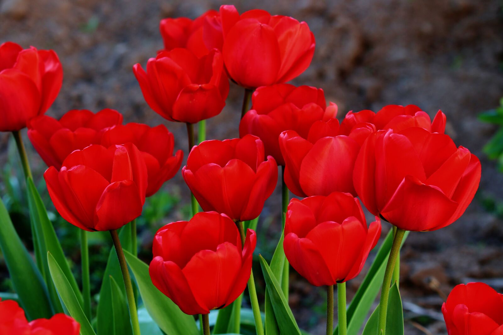 Canon EOS 200D (EOS Rebel SL2 / EOS Kiss X9) sample photo. Tulips, monochrome, red photography