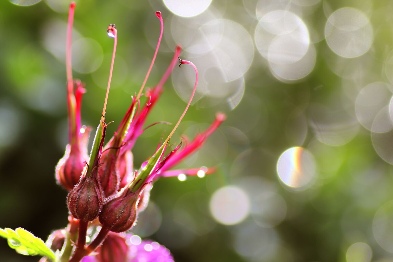 Tamron SP 90mm F2.8 Di VC USD 1:1 Macro sample photo. Flower, blossom, bloom photography