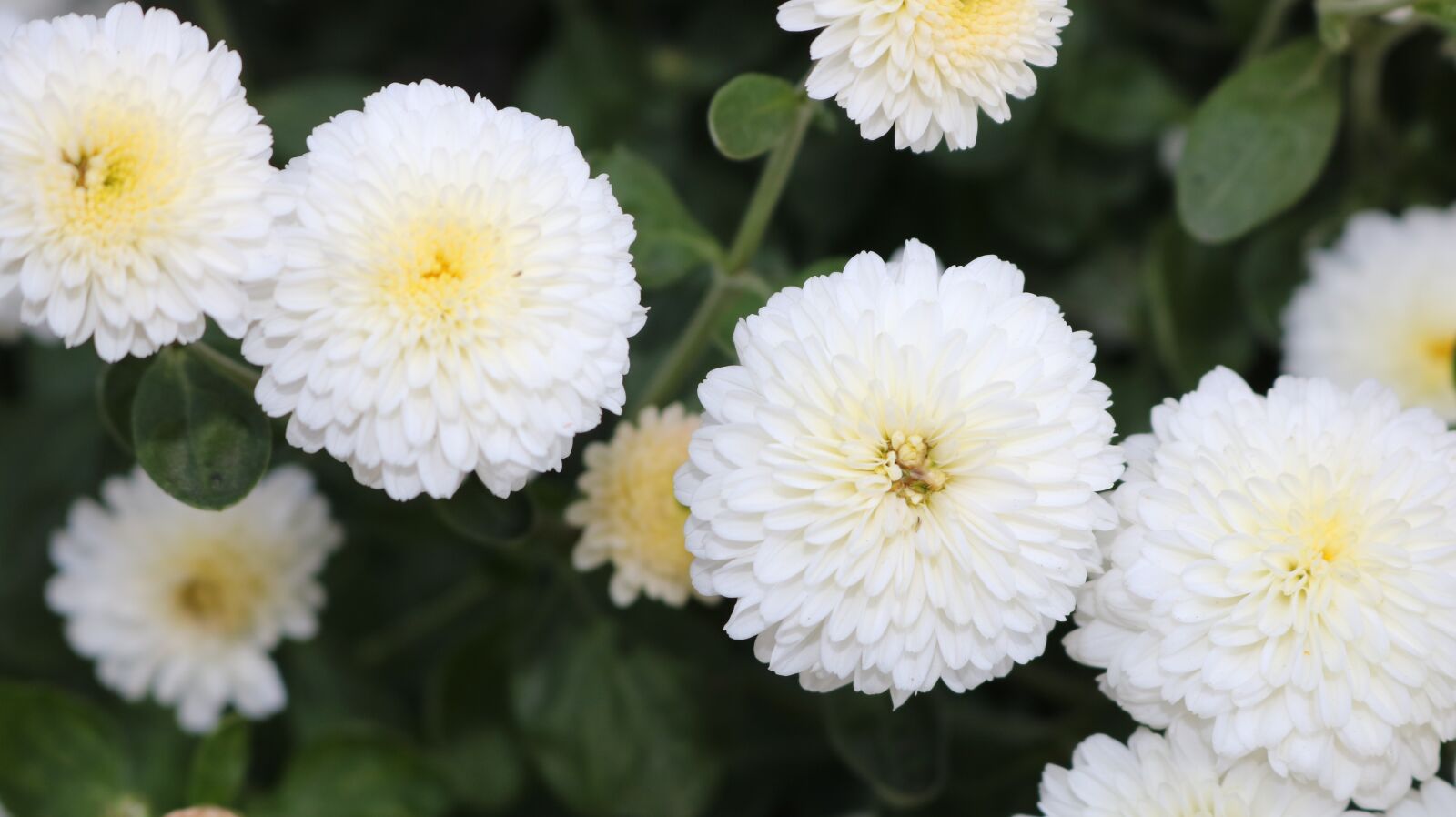 Canon EOS 750D (EOS Rebel T6i / EOS Kiss X8i) sample photo. Flower, plant, nature photography