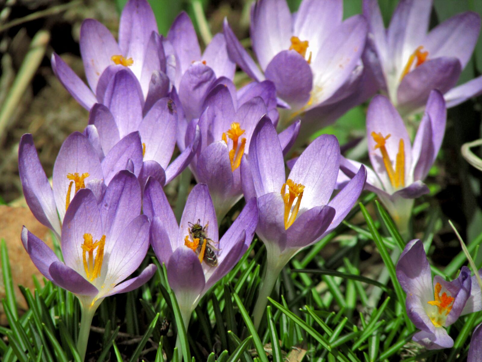 Canon PowerShot SX500 IS sample photo. Crocuses, flowers, crocus photography