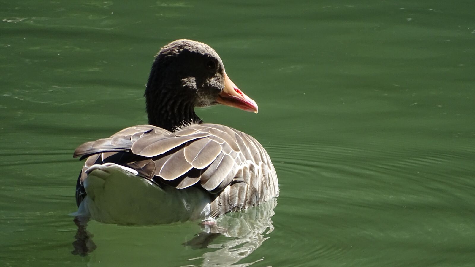 Sony Cyber-shot DSC-HX400V sample photo. Duck, pond, brown photography