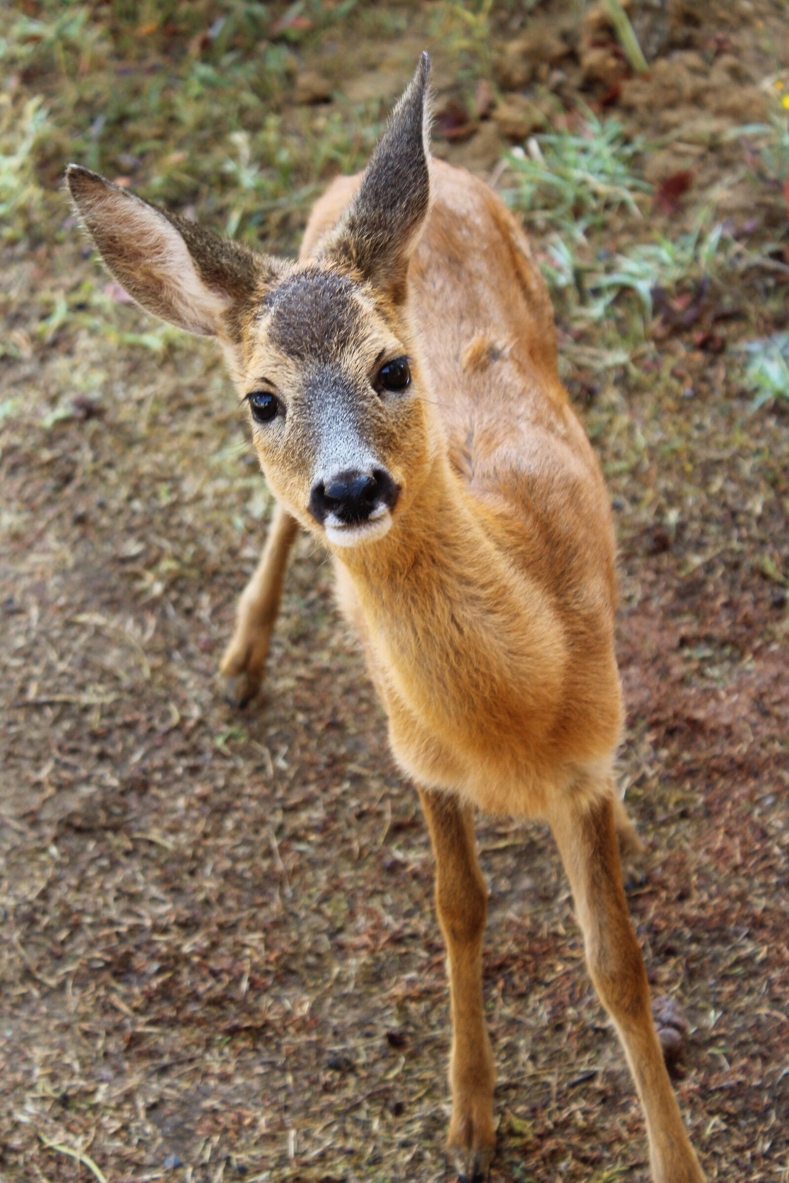Canon EOS 1200D (EOS Rebel T5 / EOS Kiss X70 / EOS Hi) sample photo. Deer, nature, animals photography