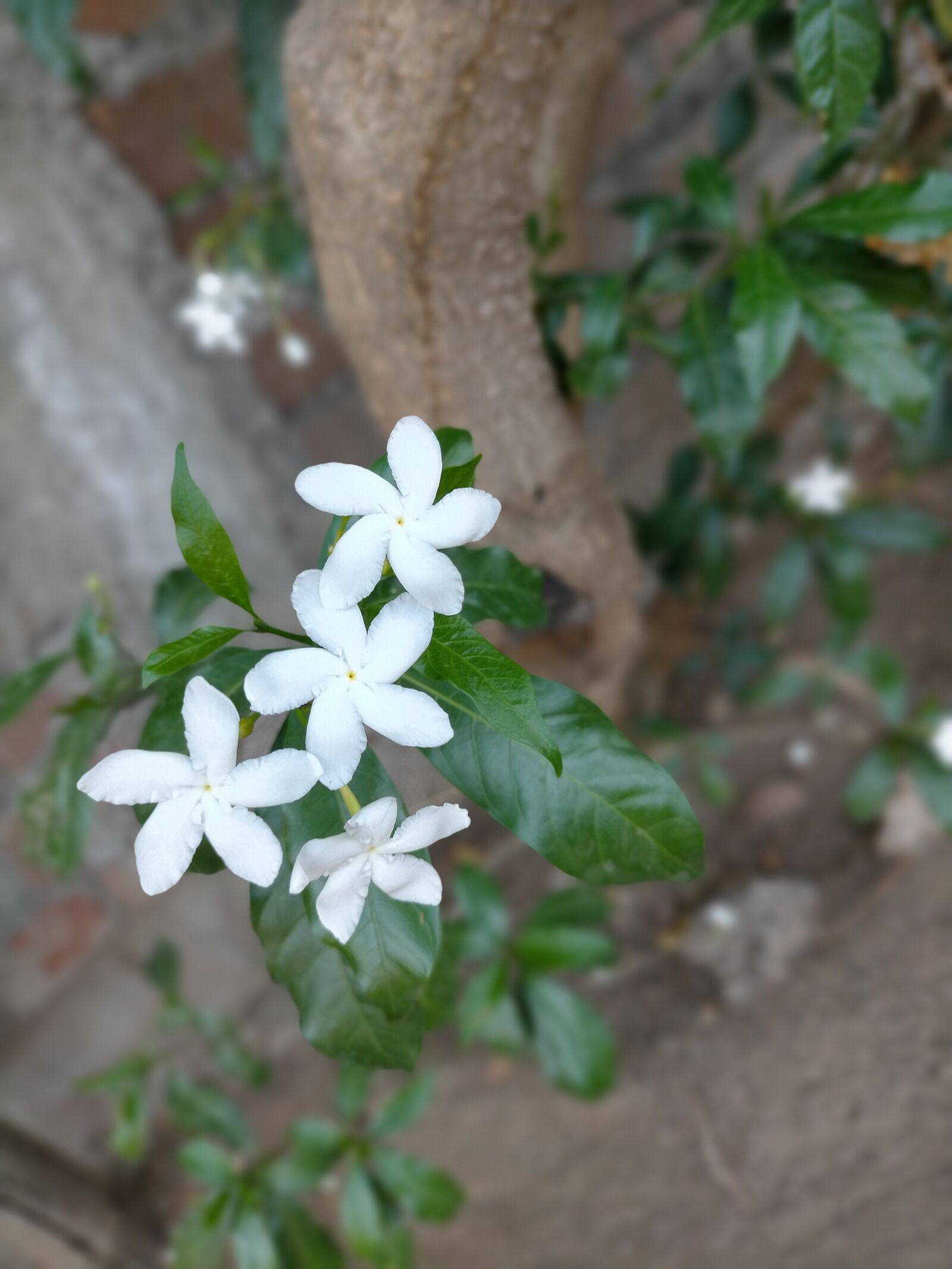 OPPO A9 2020 sample photo. Morning, beautiful, flower photography